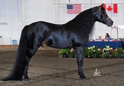 sire