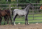 Flurry