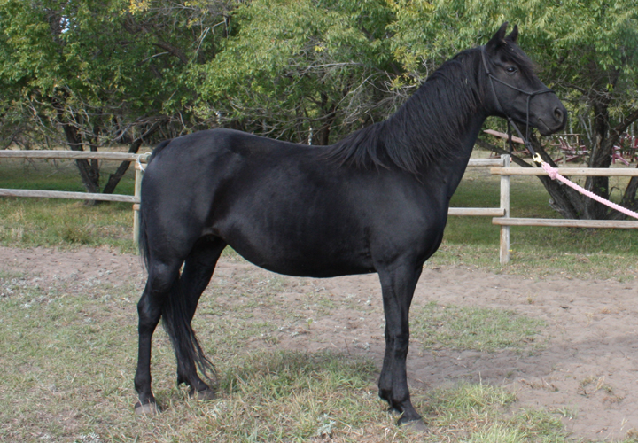 Jezebel