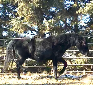 Small Acres Jezebel