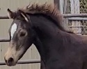 Sid