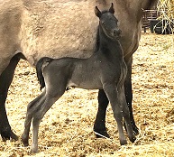 Tapit